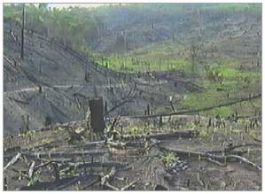 Indonesia: Palm Oil, Primates and Pyromania