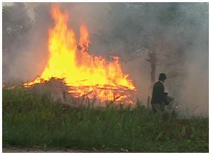 Burning Bush 