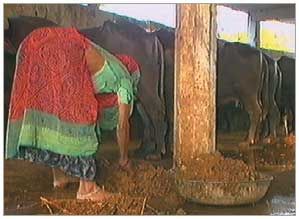 Biogas