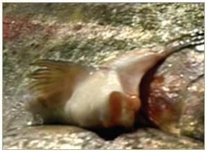 Green Fish