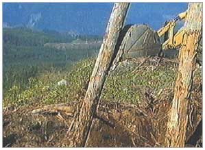 Grizzlies, Government and the Greens