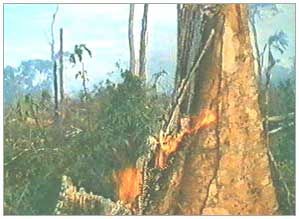 Halting The Fires