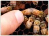 Plight of the Humble Bee