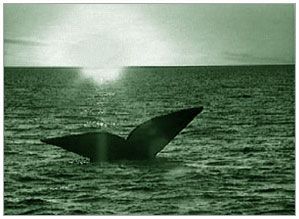 Keeping The Promise: The GEF in Action