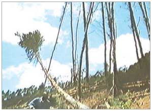Once There Was A Forest