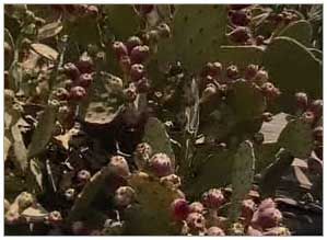 Earth Report VI: Prickly Profit