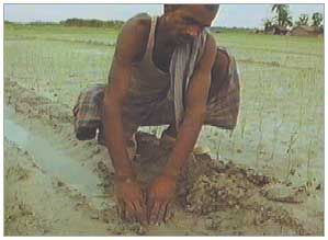 Seeds of Plenty, Seeds Of Sorrow