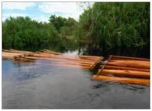 Earth Report VI: Timber Mafia Part - I