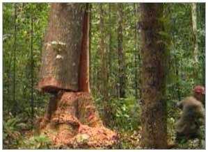 Earth Report VI: Timber Mafia Part - II